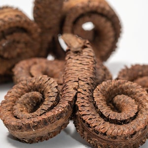 Ram's Horn Botanical Seed Pods: Natural Decor for Bioactive Terrariums, Aquarium Botanicals, Home Decor