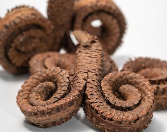 Ram's Horn Botanical Seed Pods: Natural Decor for Bioactive Terrariums, Aquarium Botanicals, Home Decor