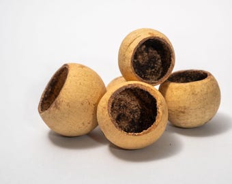 10 Small Bell Cup Seed Pods: Aquarium Botanicals, Terrarium Decor for Isopods & Dart Frogs