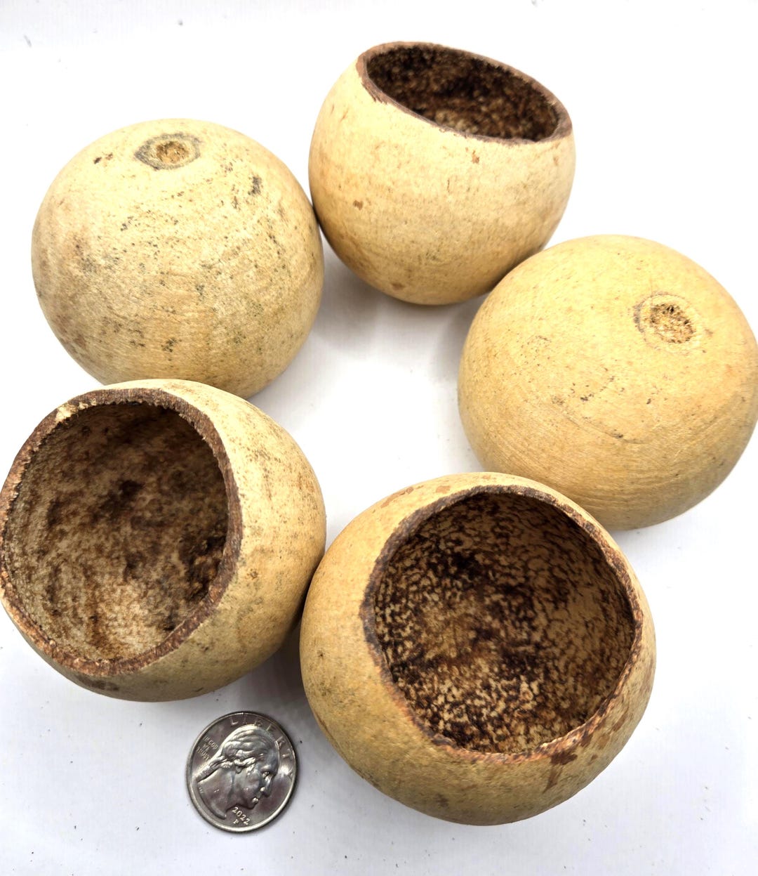 Naturepods Large Bell Cup Seed Pod Isopod, Dart Frog, Betta, Terrarium ...