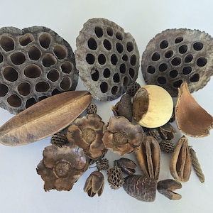 May include: A collection of dried botanical elements including three large brown lotus seed pods, a smooth light-colored wooden sphere, various dark brown seed pods, woody flower-shaped structures, and elongated seed casings in natural tones.