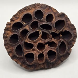 NaturePods Large Lotus Seed Pod Isopod, Dart Frog, Terrarium, Vivarium Botanical, Bioactive, Springtails, Botanical Seed Pod, Aquarium, Fish