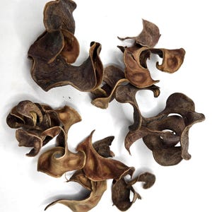 NaturePods Curly Pods (1 oz,) - Dried Natural Botanical Seed Pods, Craft Supplies, Bowl Filler, Potpourri, Rustic, Primitive, Vase Filler