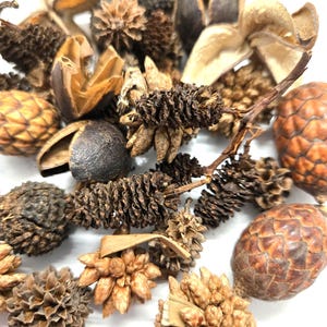 NaturePods 35-Piece Small Seed Pod Variety Pack, Micro Terrarium Decor, Nano Pods, Vivarium, Seed Pods for Springtails