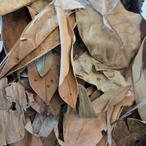 May include: A collection of dried, fallen leaves in various shades of brown, tan, and muted green. The leaves exhibit diverse shapes, textures, and sizes, with some showing curled edges, visible veins, and small dark spots across their surfaces.