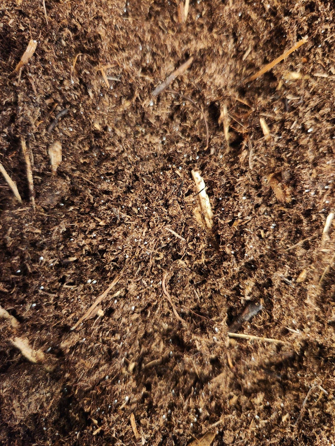 Springtail Soil - Etsy