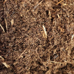 Springtail Soil - Substrate for Culturing Springtails