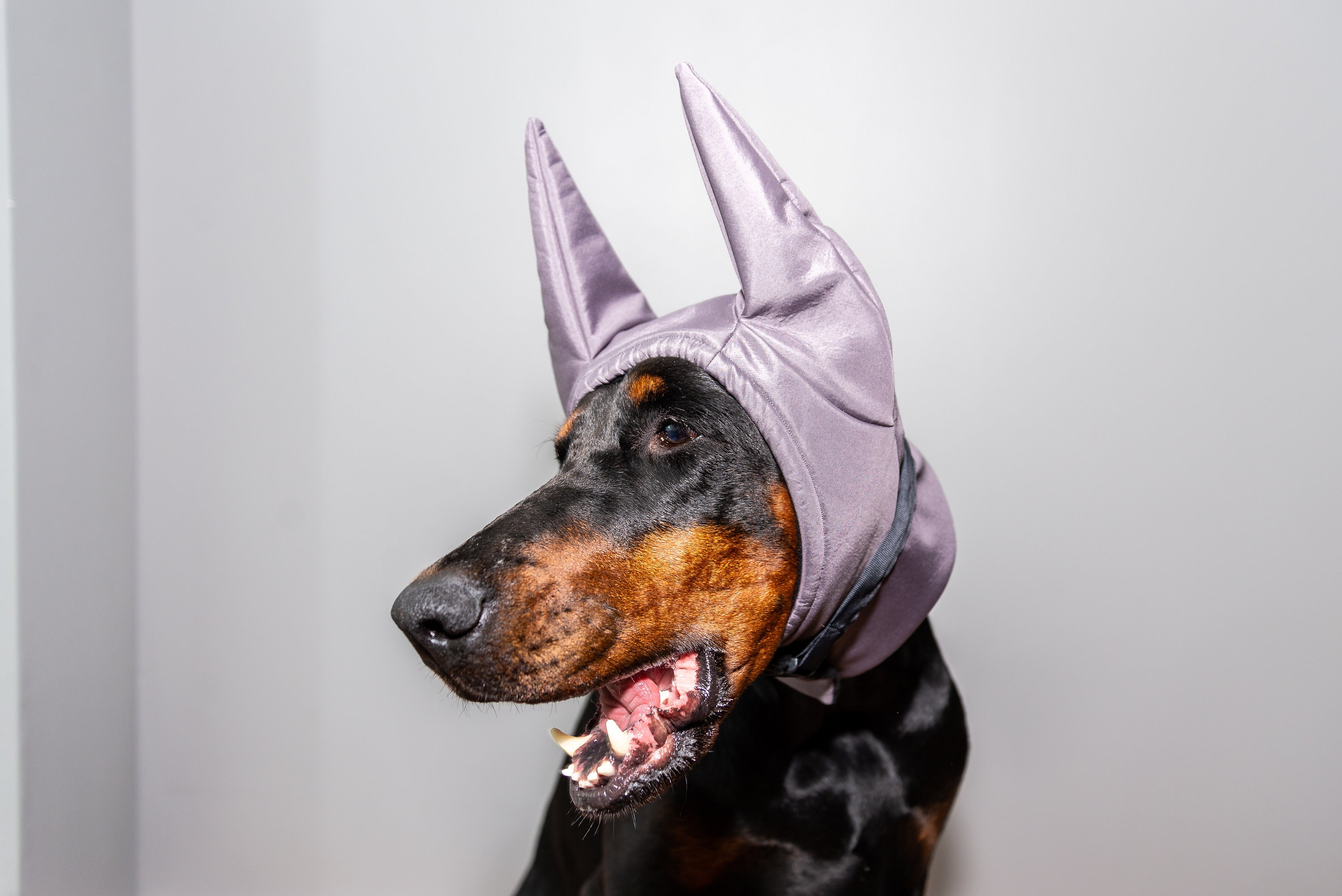 doberman winter hat