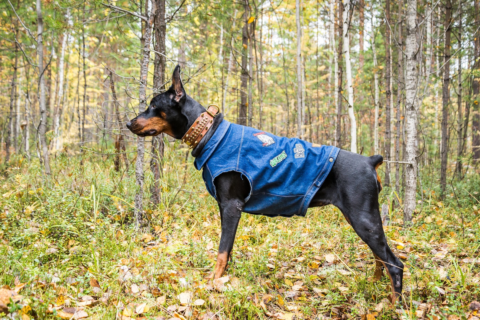 Denim dog vest Denim jacket patches Jean dog vest Cropped Etsy