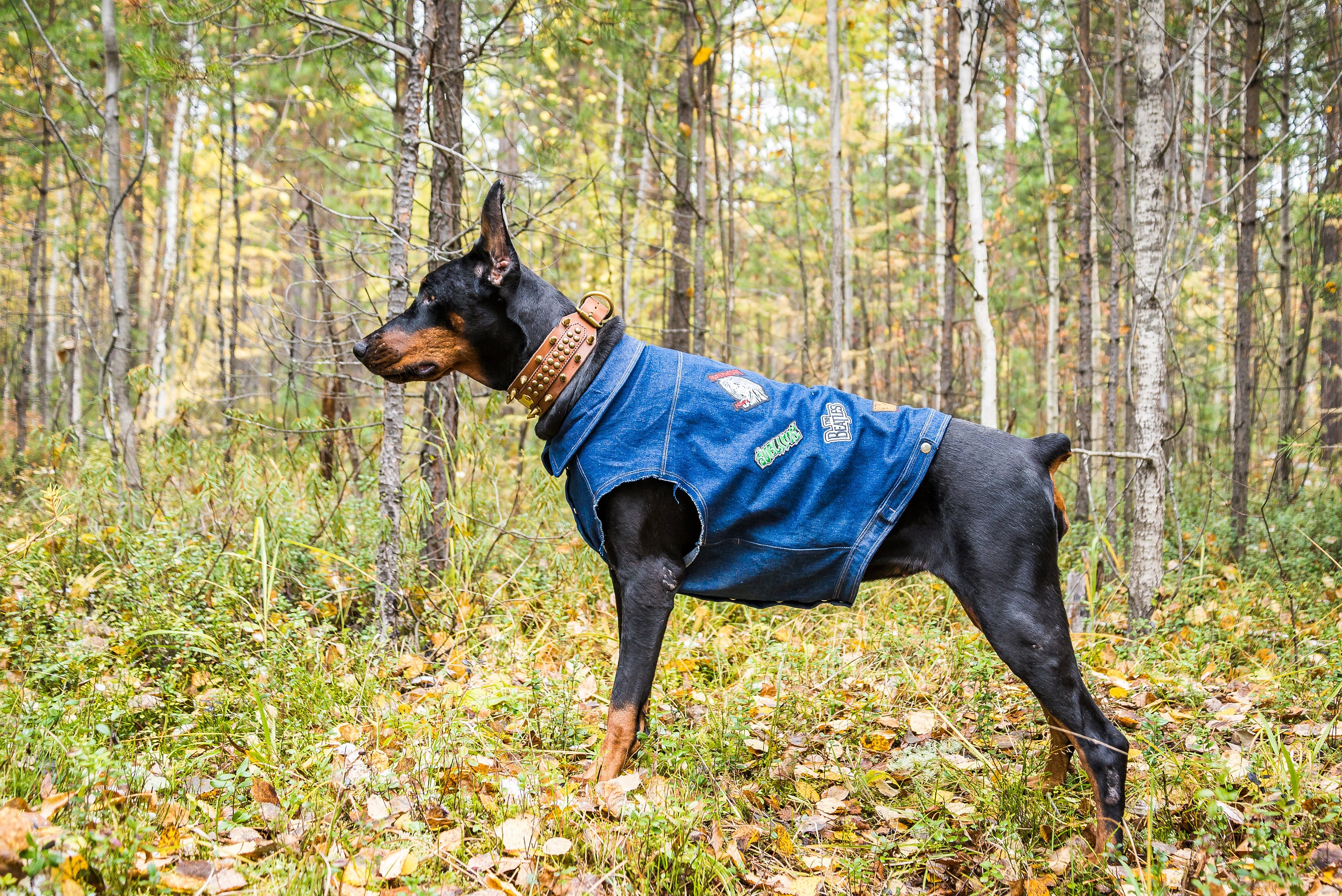 Denim dog vest Denim jacket patches Jean dog vest Cropped Etsy