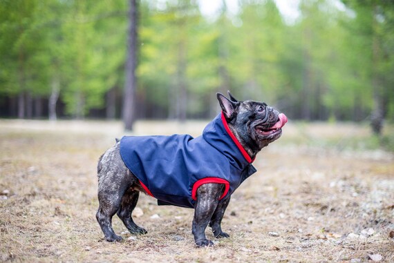 frenchie raincoat