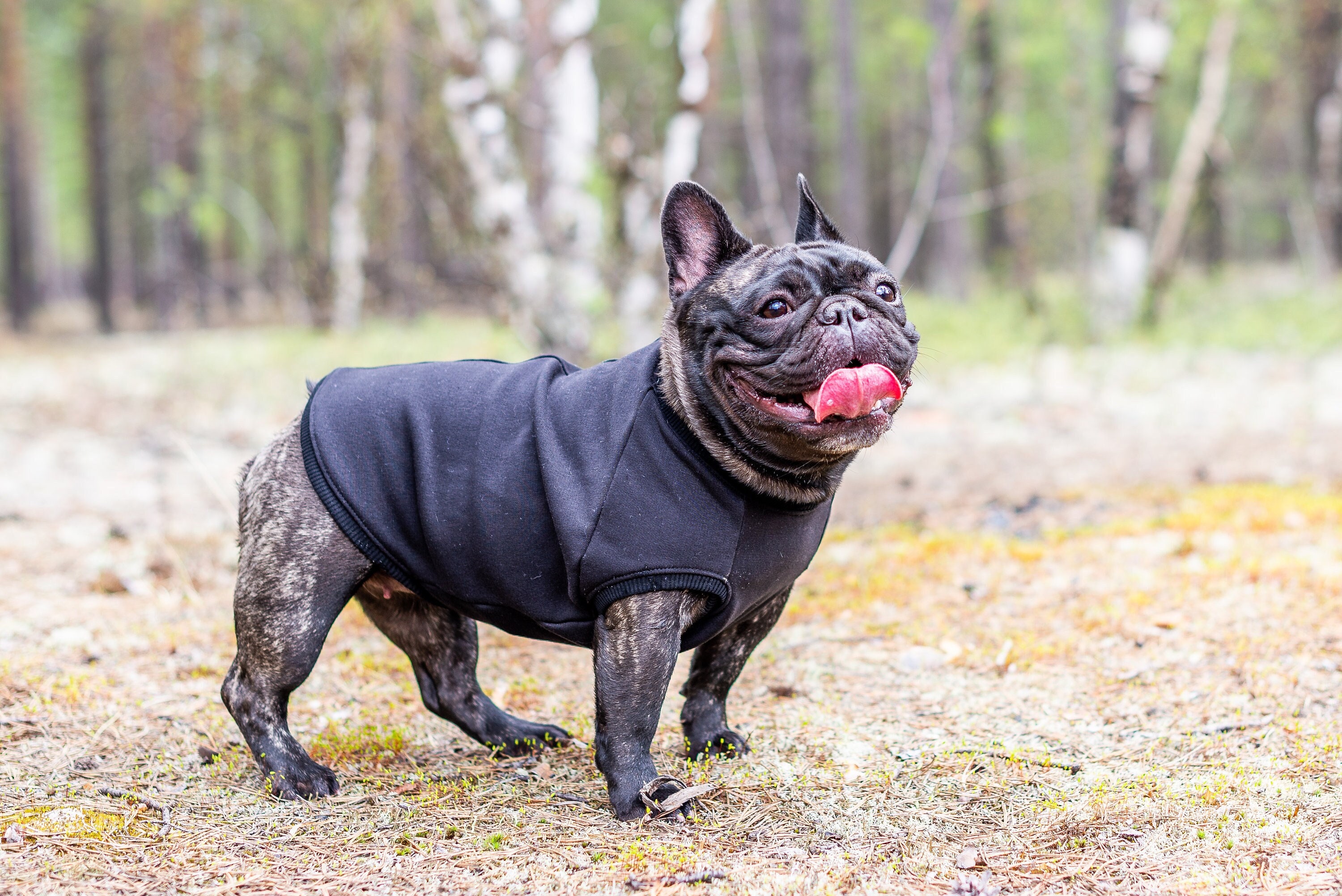 Französische Bulldogge Hoodie Herren Winter Hoodie 3D Full Print Cute Hund Damen Kapuzenpullover Französische Bulldogge Hoodie Herren Winter Hoodie 3D Full Print Cute Hund Damen Kapuzenpullover