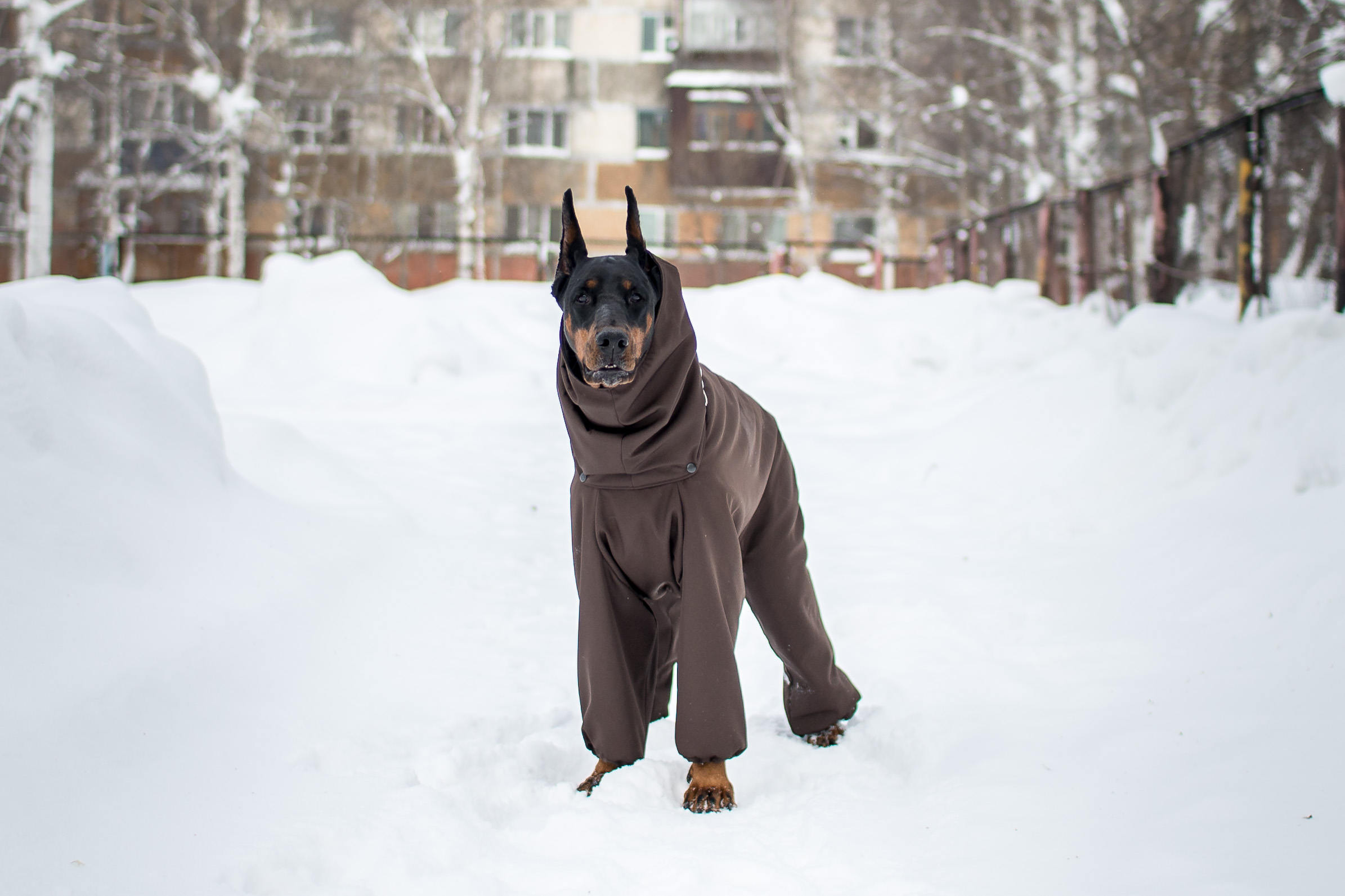 doberman winter gear