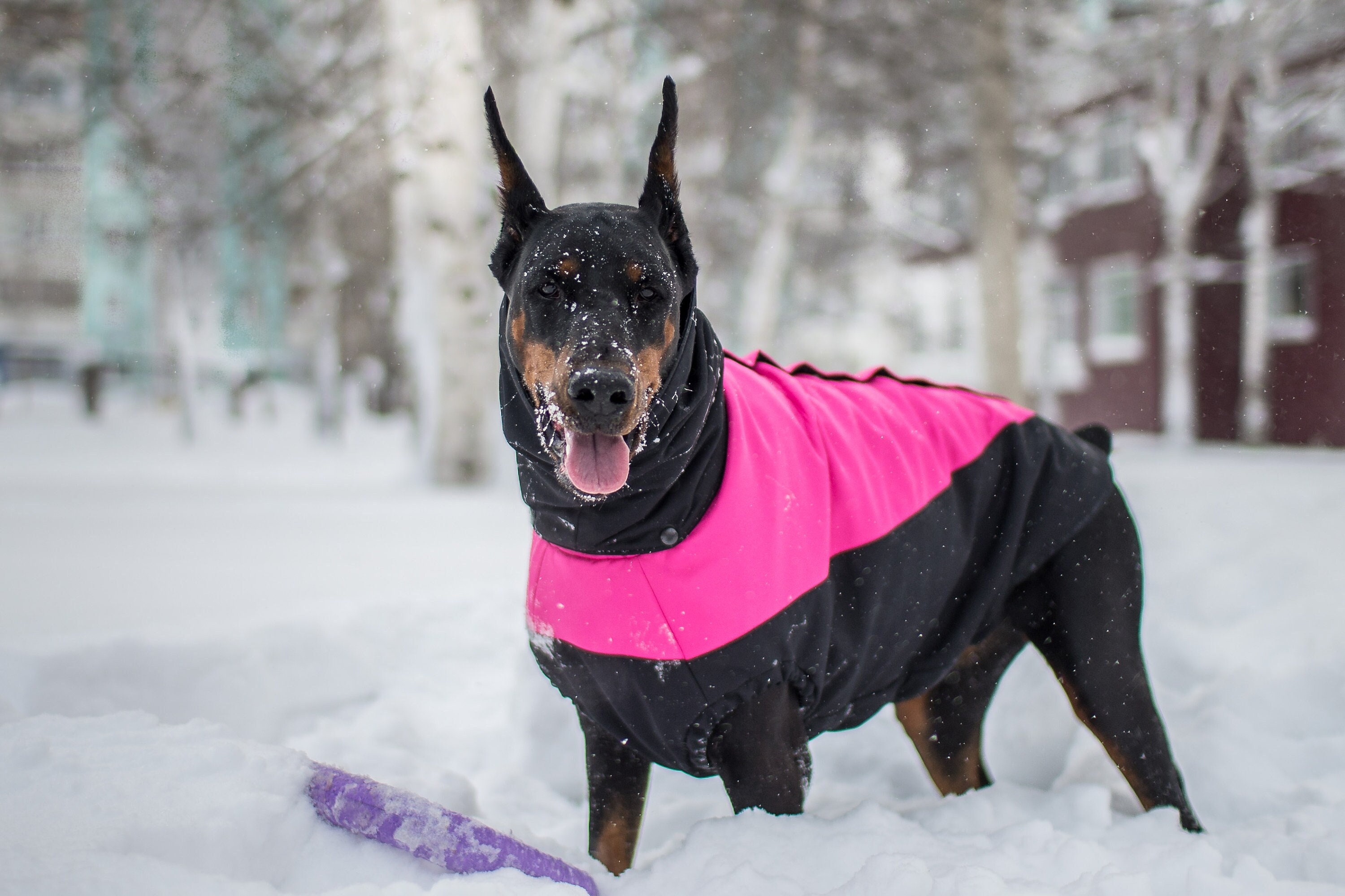 coats for dobermans
