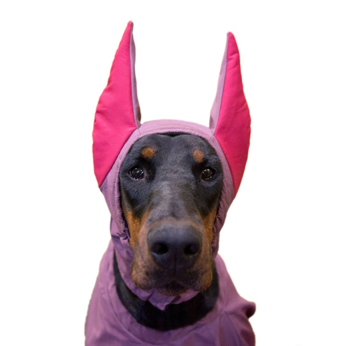 Doberman Winter Hat Doberman Warmer Dog Hat Dog Clothing Etsy