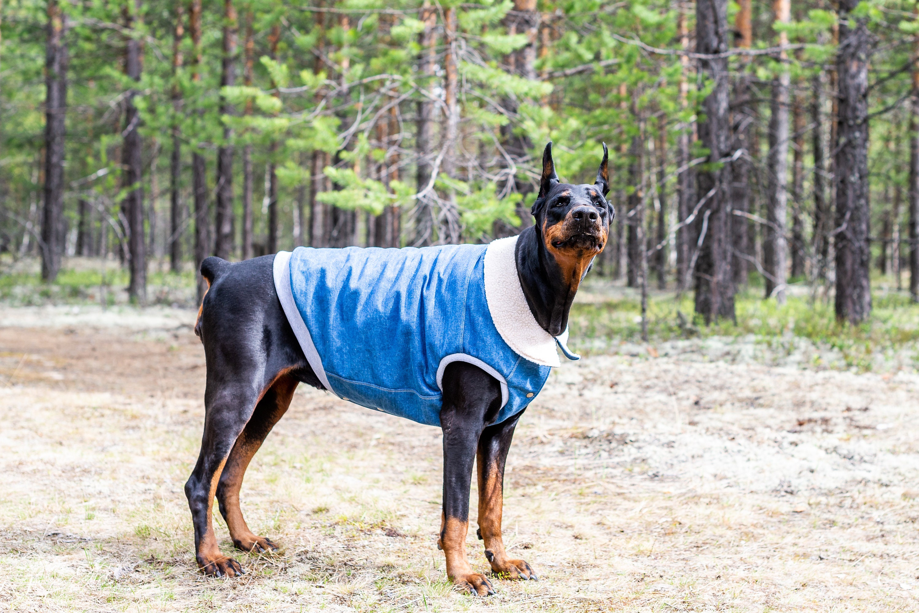 Dobermann Denim Coats Pet Dog Winter Fall Weather Jackets Etsy
