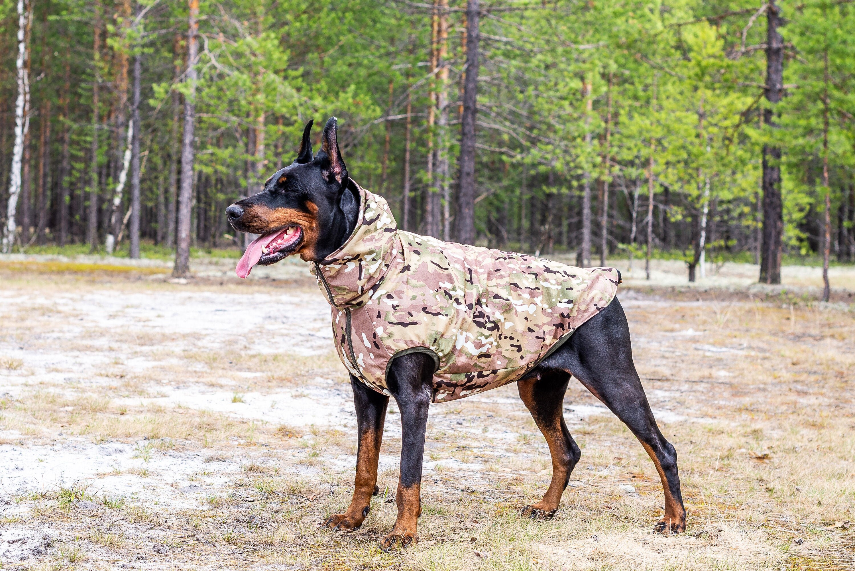 doberman raincoat