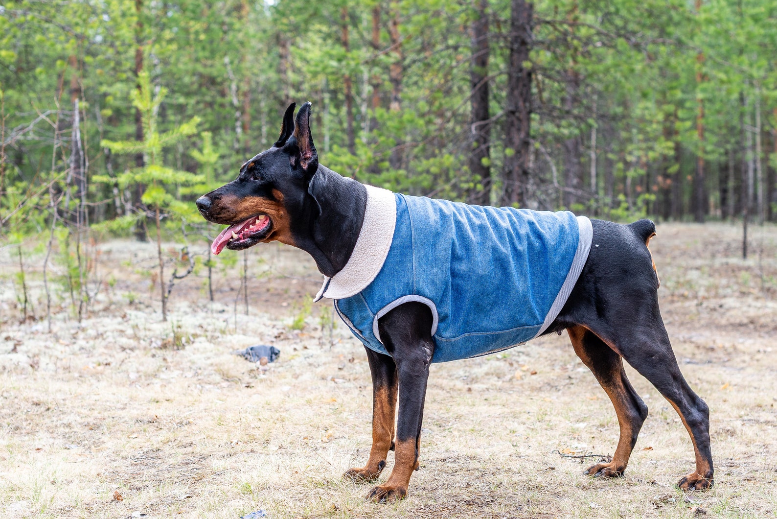 Dobermann Denim Coats Pet Dog Winter Fall Weather Jackets Etsy
