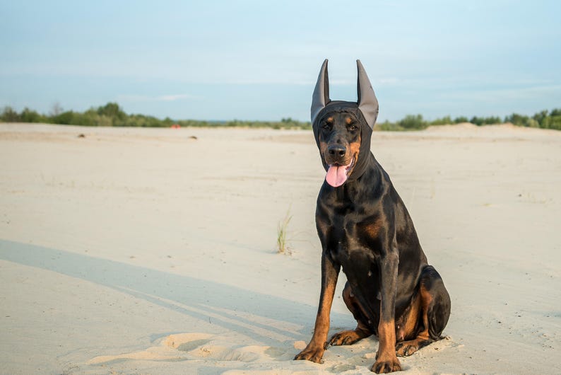 doberman winter hat