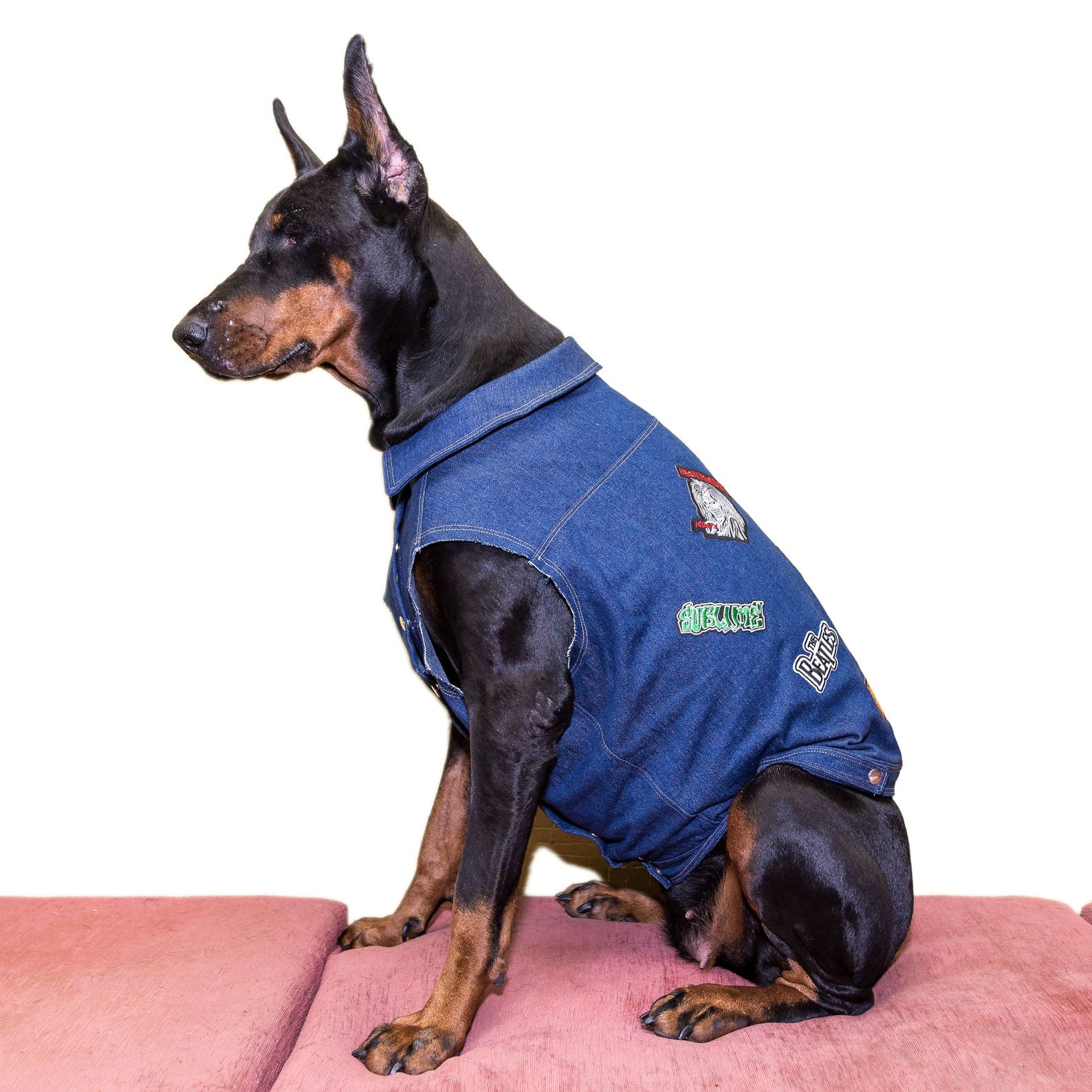 Denim dog vest Denim jacket patches Jean dog vest Cropped Etsy