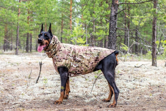 doberman raincoat