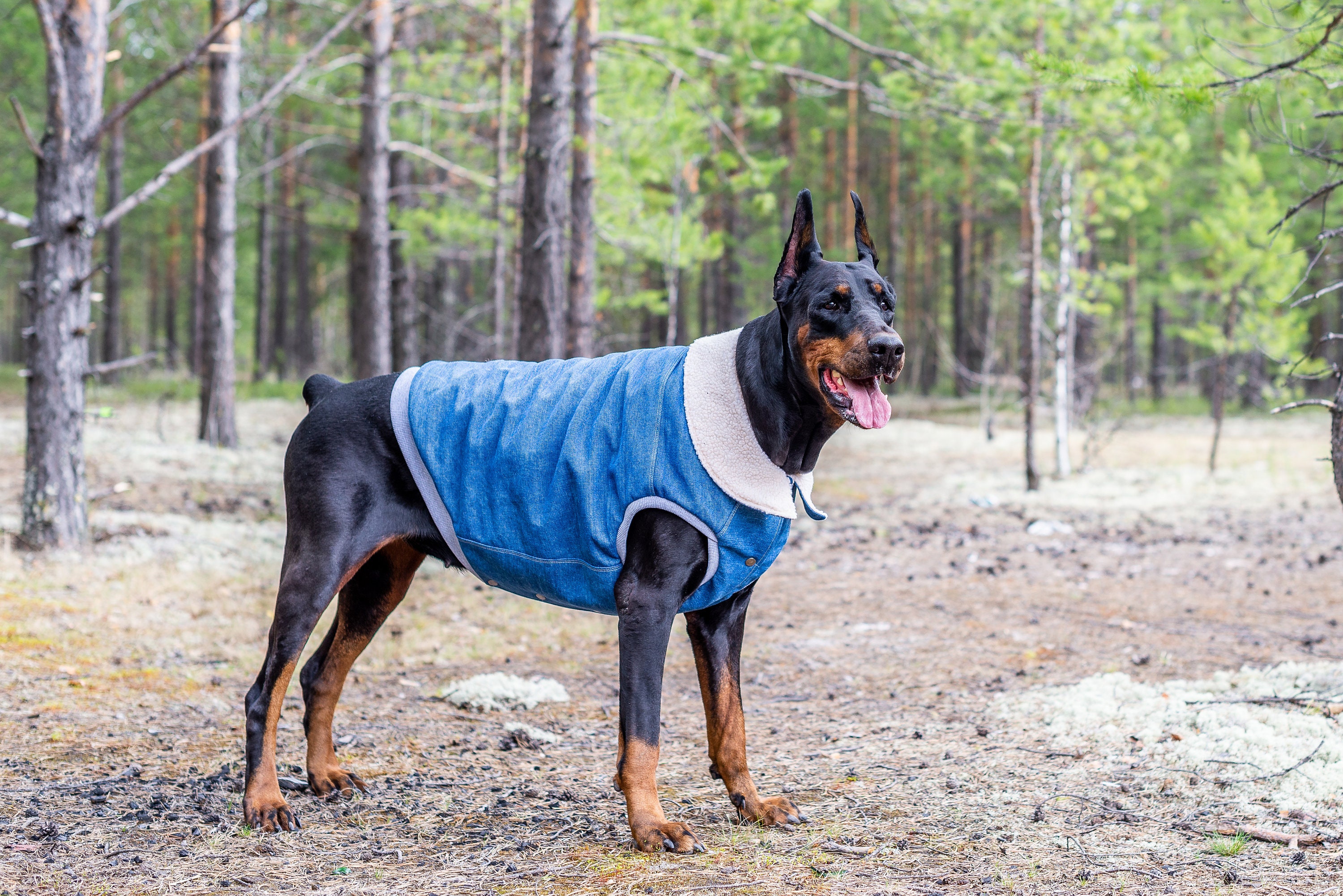 Dobermann Denim Coats Pet Dog Winter Fall Weather Jackets Etsy