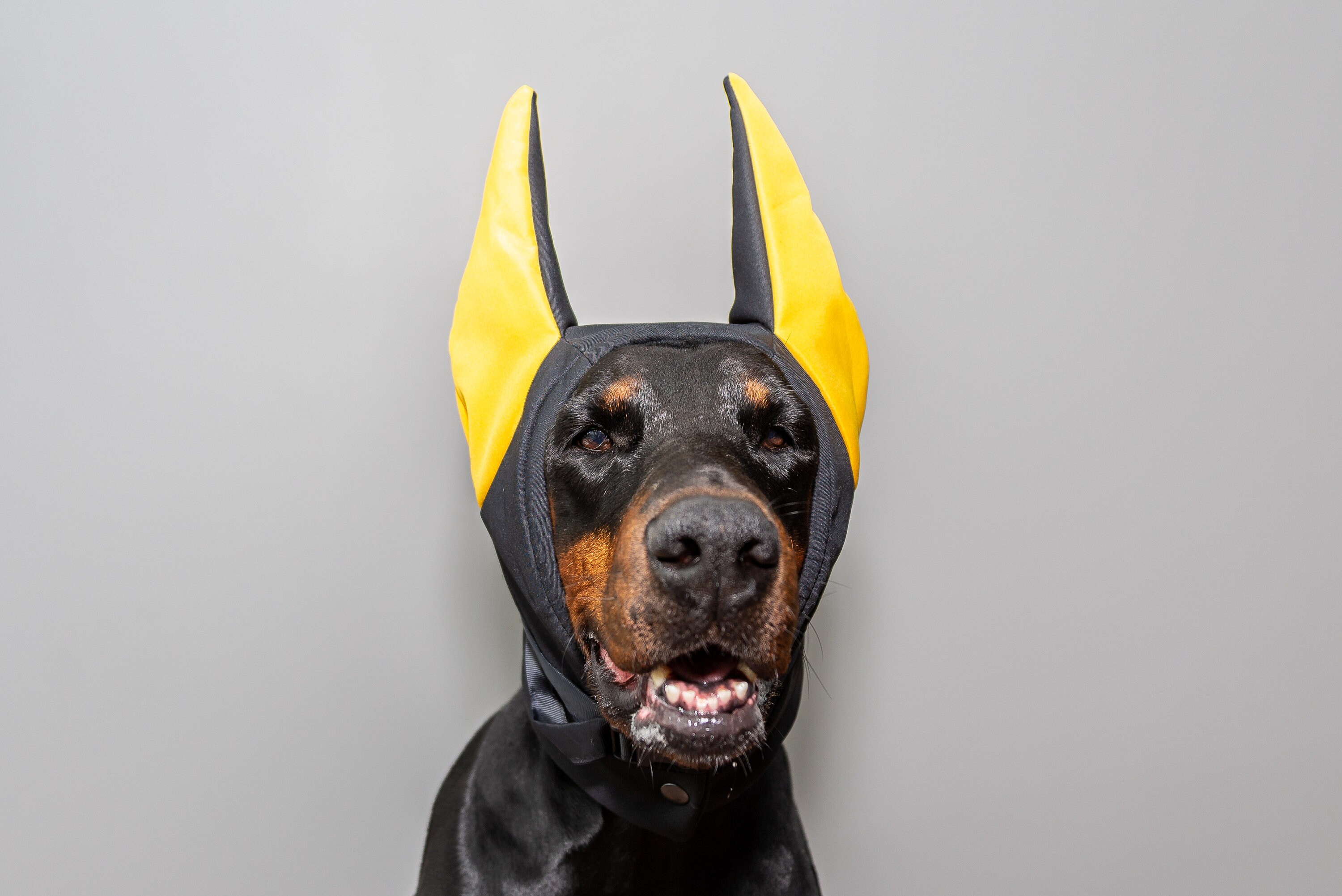 hats for dogs with cropped ears