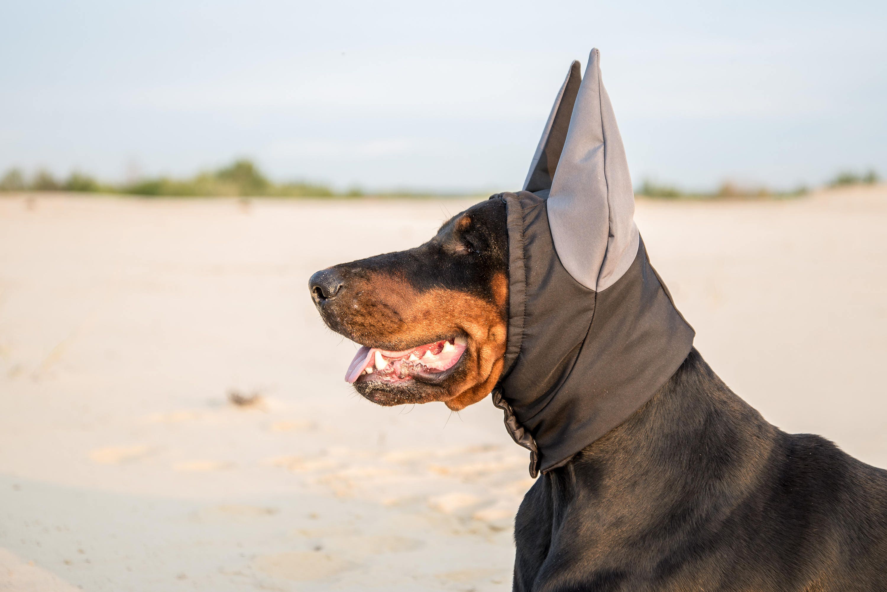 Doberman Winter Hat Doberman Warmer Dog Hat Dog Clothing Etsy