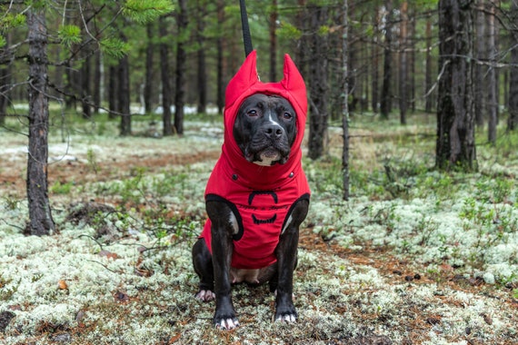 staffy winter coat