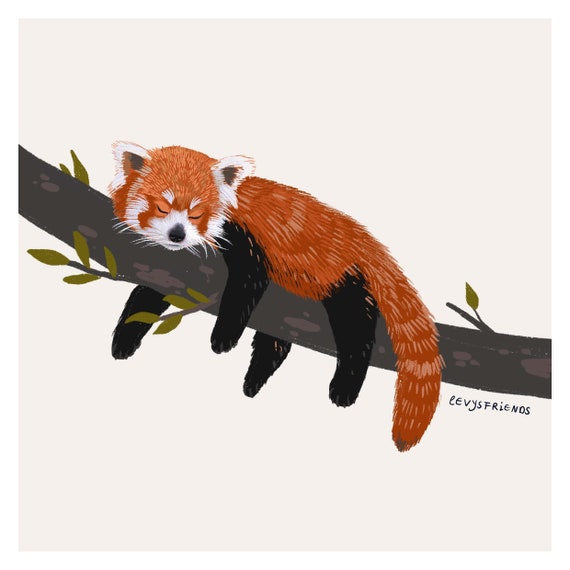 Kleiner Panda Illustration Roter Panda Poster Geschenk Etsy