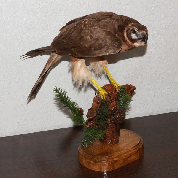 Marsh Harrier Taxidermy Bird Mount - Hawk Mounted, Stuffed Birds For Sale - Real, Decor, Lifesize - St4586