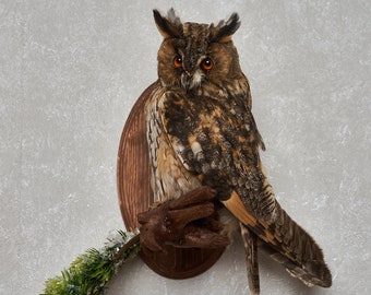 real stuffed owl