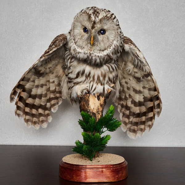 Ural Owl Taxidermy Bird Mount - Mounted, Stuffed Birds For Sale - Real, Decor, Lifesize - St5855