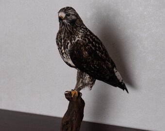 Hawks Bird Etsy