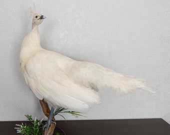 stuffed peacock for sale