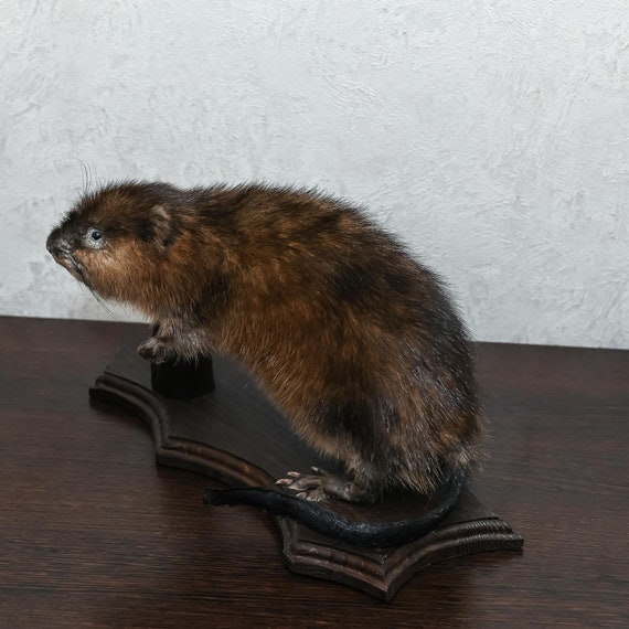 stuffed beaver taxidermy