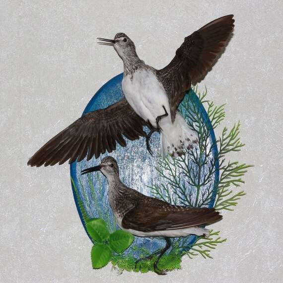 Birds For Sale >> Pair Of Birds Taxidermy Bird Mount Stuffed Bird For Sale St3934 Birds For Sale >> Pair Of Birds Taxidermy Bird Mount Stuffed Bird For Sale St3934