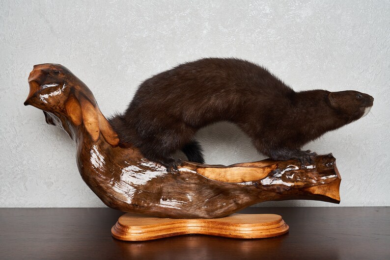 European Mink Taxidermy Mount Weasel Mounted Stuffed Etsy