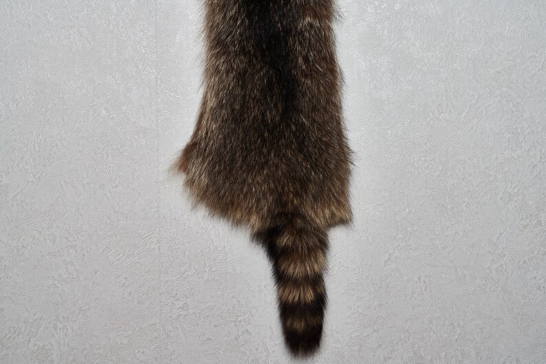 Raccoon Tanned Fur Pelt Racoon Skin Hide For Sale Real | Etsy
