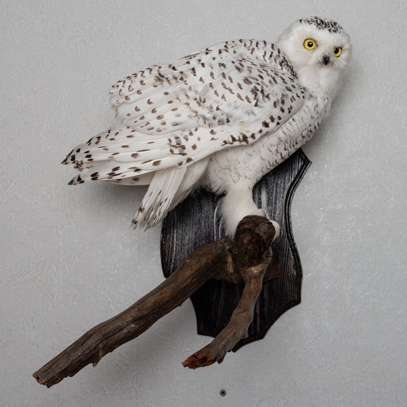 stuffed white owl