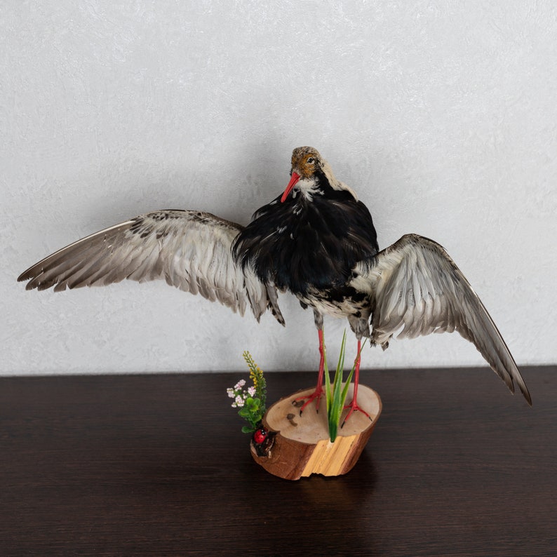 stuffed birds