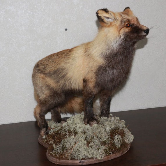 stuffed fox taxidermy