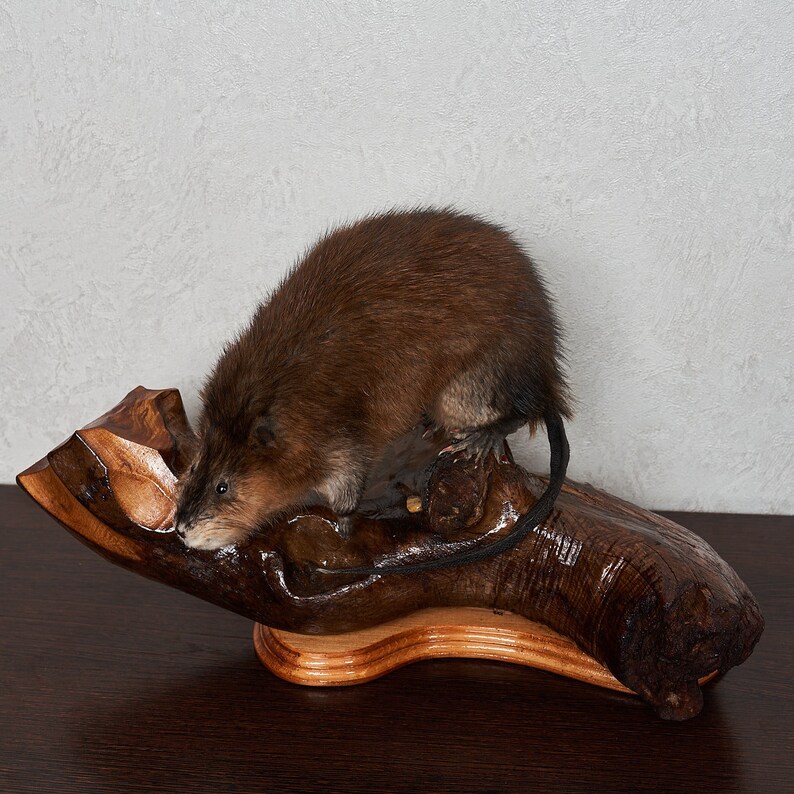 stuffed beaver taxidermy