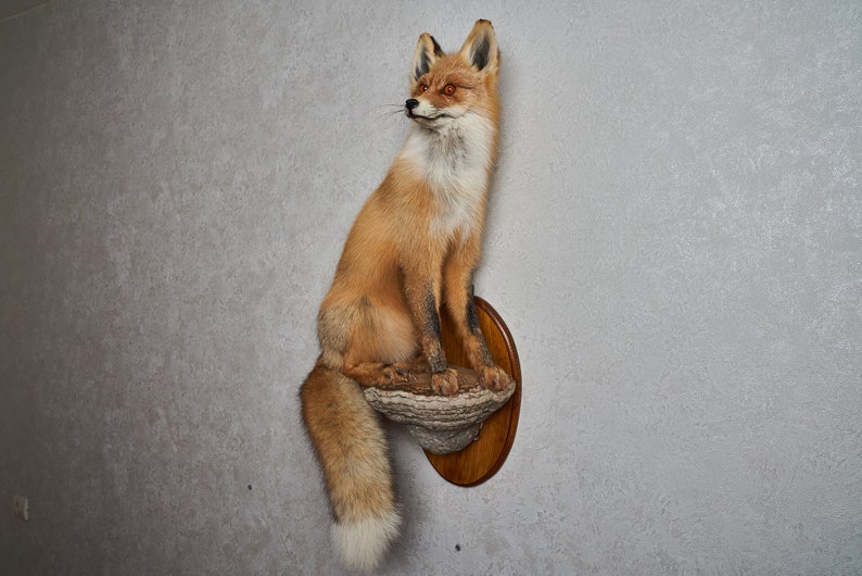 stuffed fox taxidermy