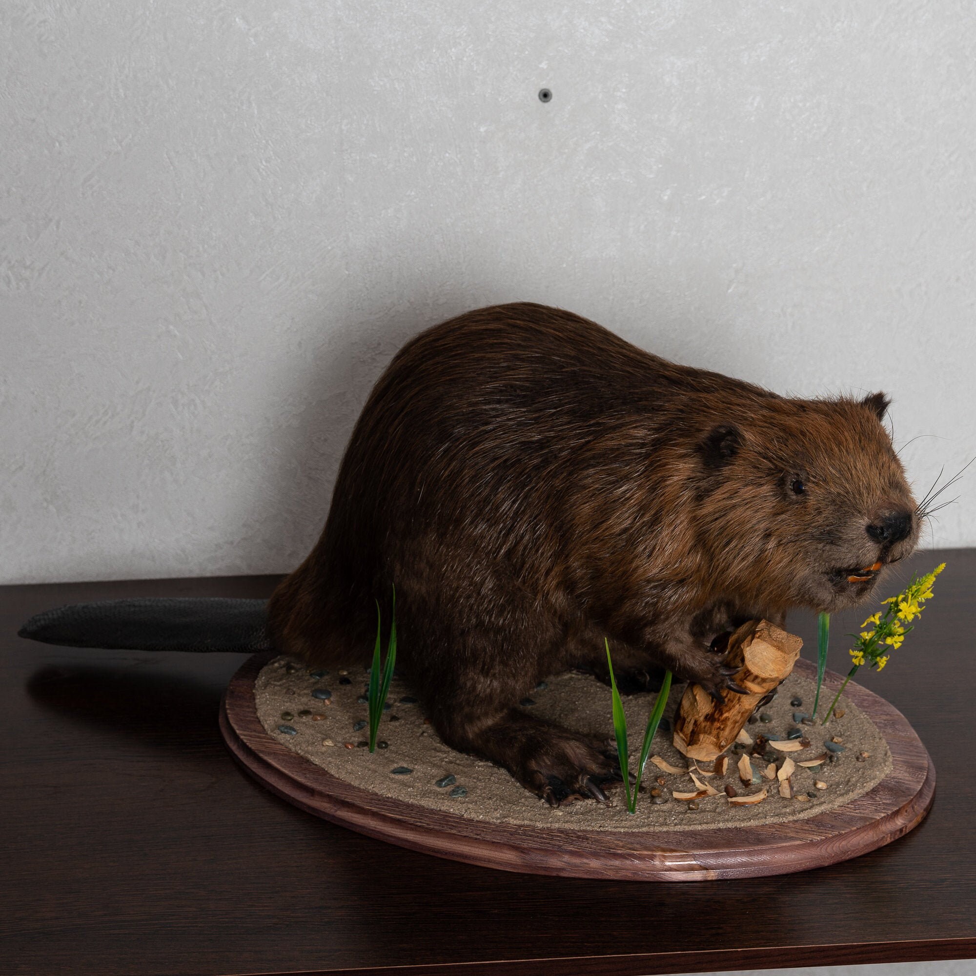 Eurasian Beaver Taxidermy Mount Stuffed Animals For Sale
