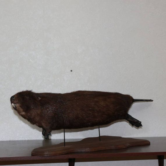 stuffed beaver taxidermy