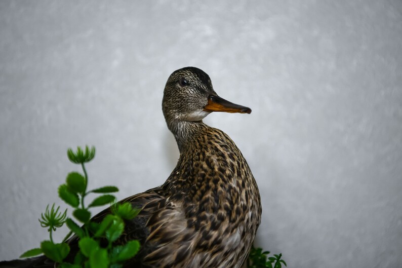 life size duck stuffed animal
