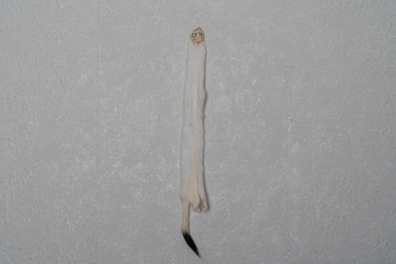 Decor White Ermine Weasel Tanned Fur Pelt Hide For Sale St5149 Real Genuine Stoat Skin