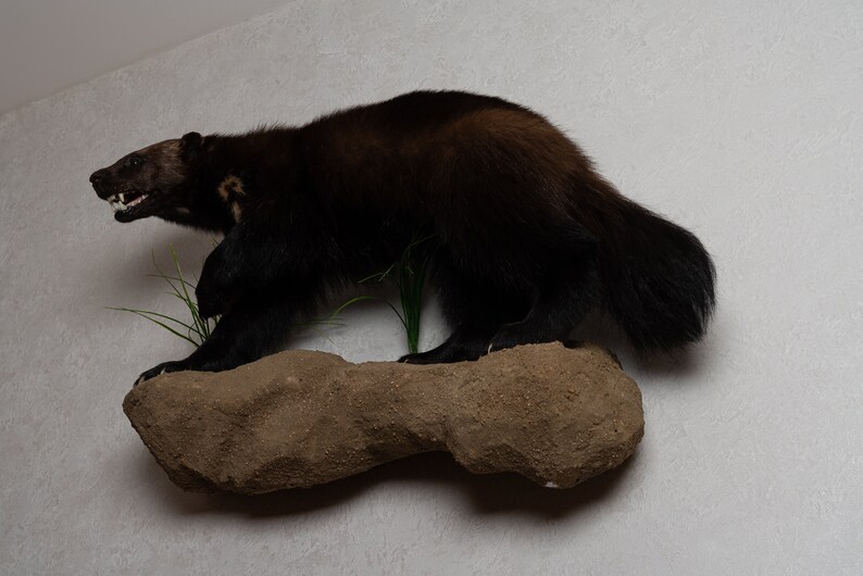 Real Stuffed Animals For Sale St5104 Mounted Decor Lifesize Wolverine Taxidermy Mount