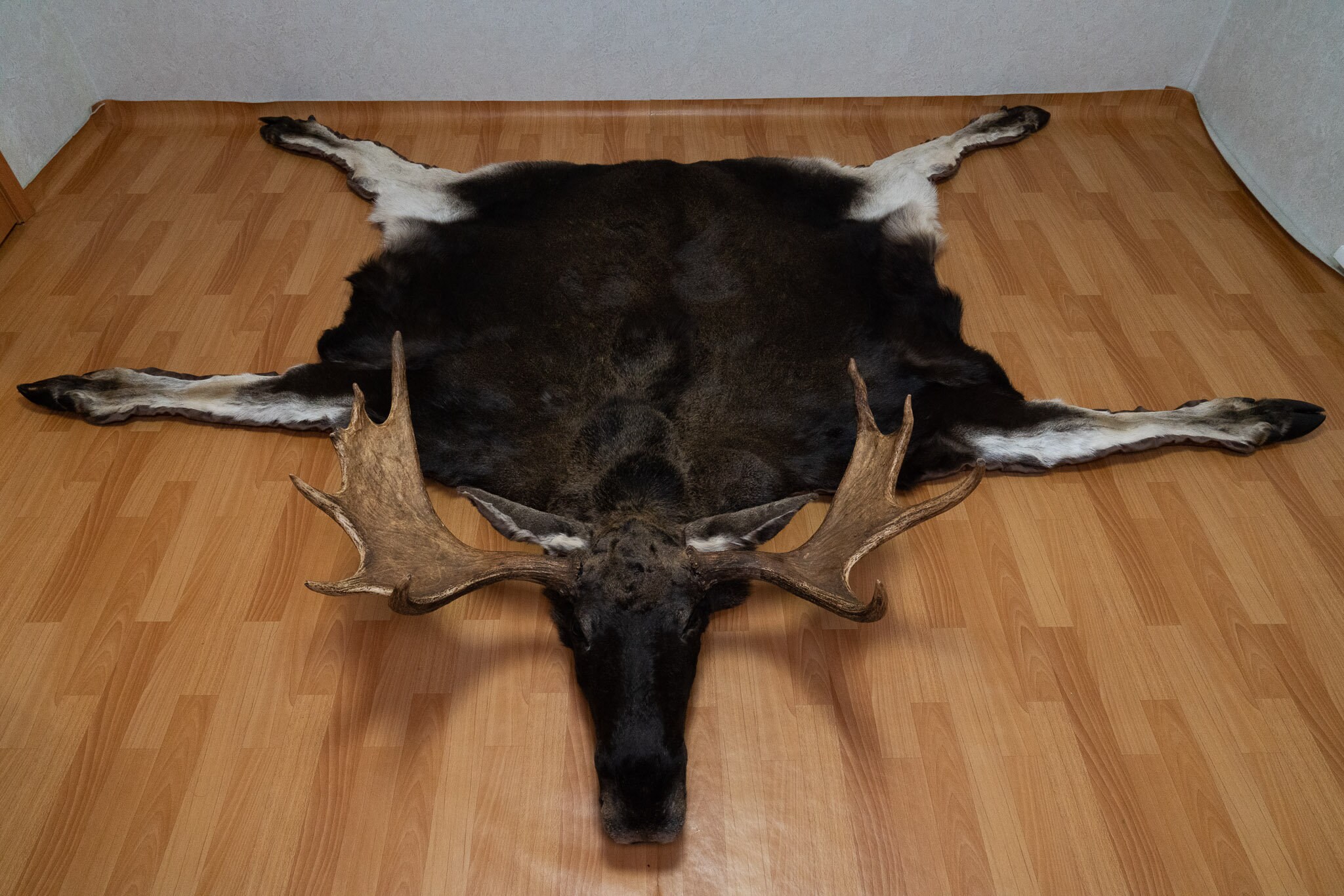 Moose Taxidermy Rug Mount With Head Mounted Pelt Fur Skin Etsy